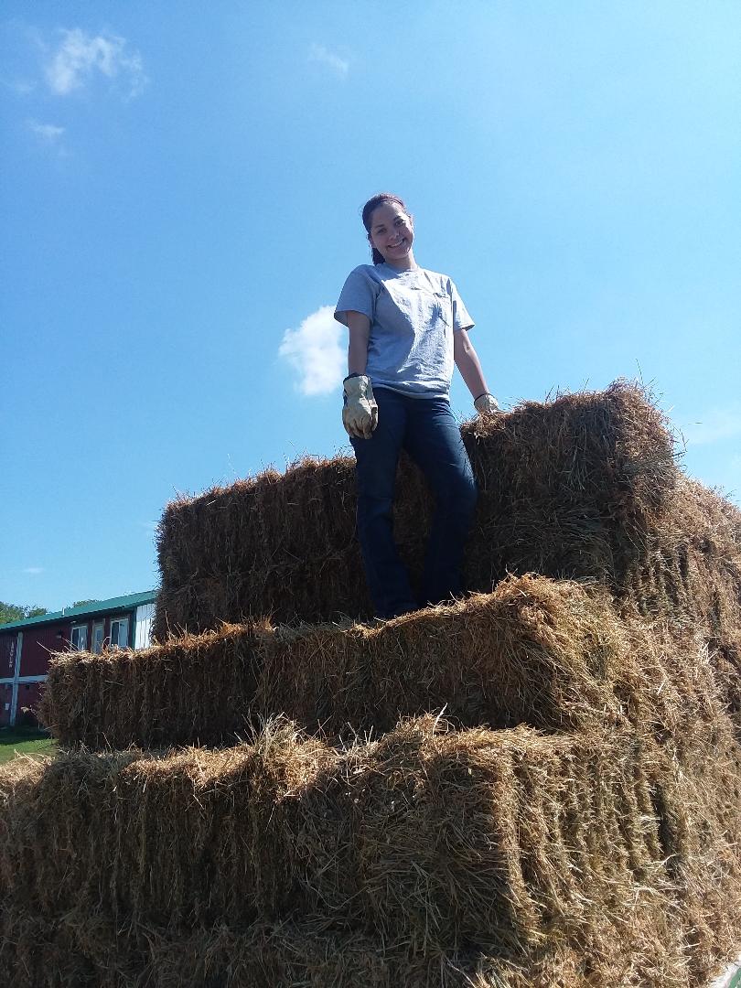 Shipping Containers As Seedhay Storage Usa Containers